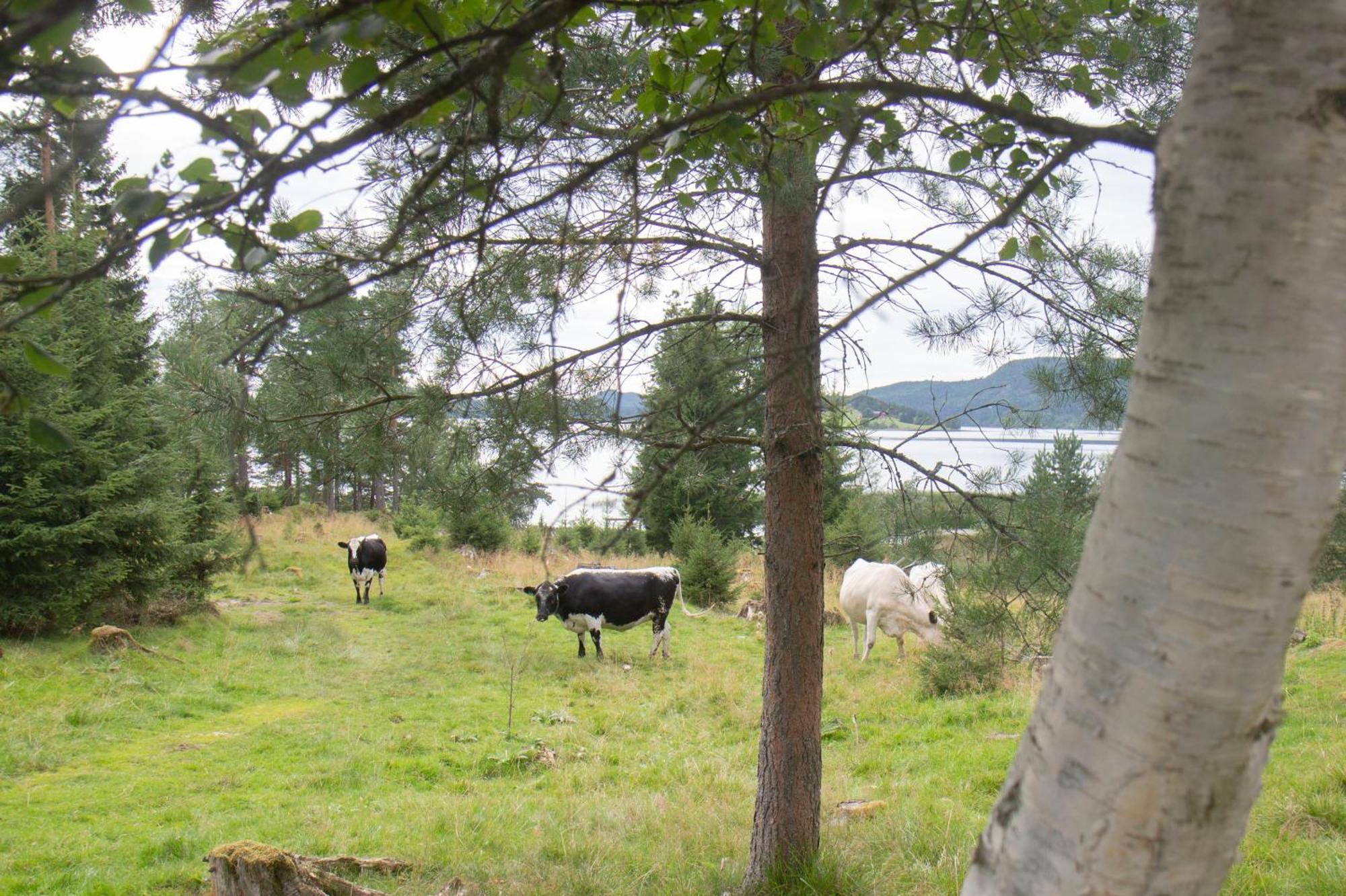 Cosy Cabin Without Running Water And Electricity Ξενοδοχείο Levanger Εξωτερικό φωτογραφία